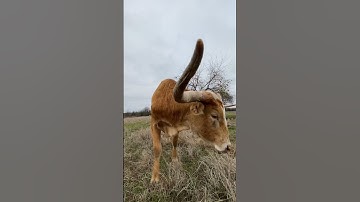 Crazy Close Longhorn and Horn Smack