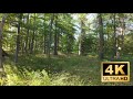 Dji Avata 2 Forest speed