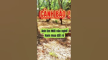 Đất Dầu Tiếng I Cảnh báo  ! Video này dành riêng cho anh em BĐS mới vào nghề #datdautieng