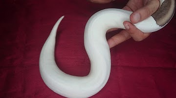 Ball python 2019 holdbacks part1