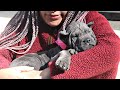 Our Cane Corso Puppy Pick-up Party!