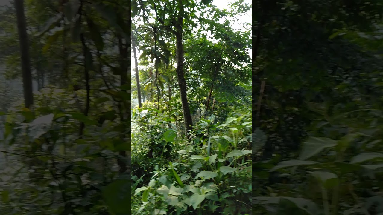 Hutan hijau di puncak bogor 