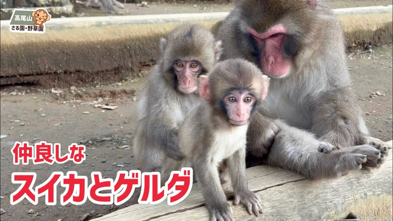 高尾山さる園】仲良しなスイカとゲルダ - YouTube