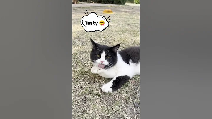 Video 11871041: funniest persian cat, cute funny persian cats, persian cat reaction, cat kitten kitty, cat kitten games