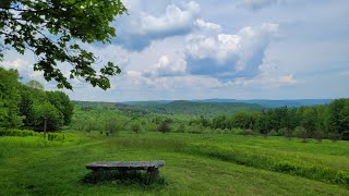 Seasonal Bear Swamp: Wildflowers In Bloom