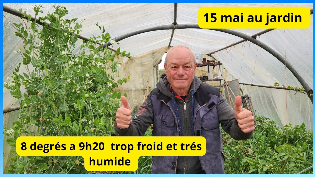 15 mai au jardin : très humide et froid très mauvais pour les haricots