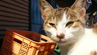 路地裏猫会議、何か猫が集まってきた。