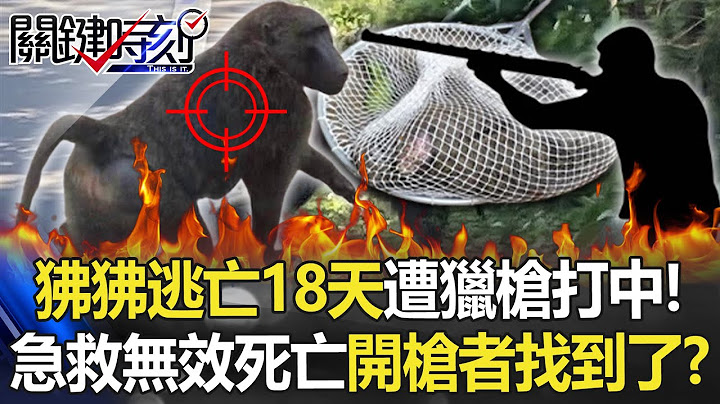 逃亡18天「狒狒落網」卻遭獵槍打中！ 傷勢重「急救無效死亡」… 開槍者找到了！？【關鍵時刻】20230327-6 劉寶傑 王瑞德 - 天天要聞