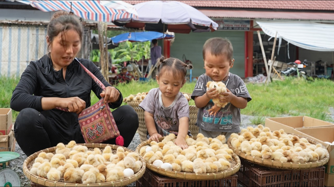 Anak-Anak Rajin Bantu Ibu Tunggal Jualan | Momen Hangat Merawat Anak Ayam Lucu