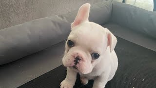 Frenchie Pups 1-20-2024