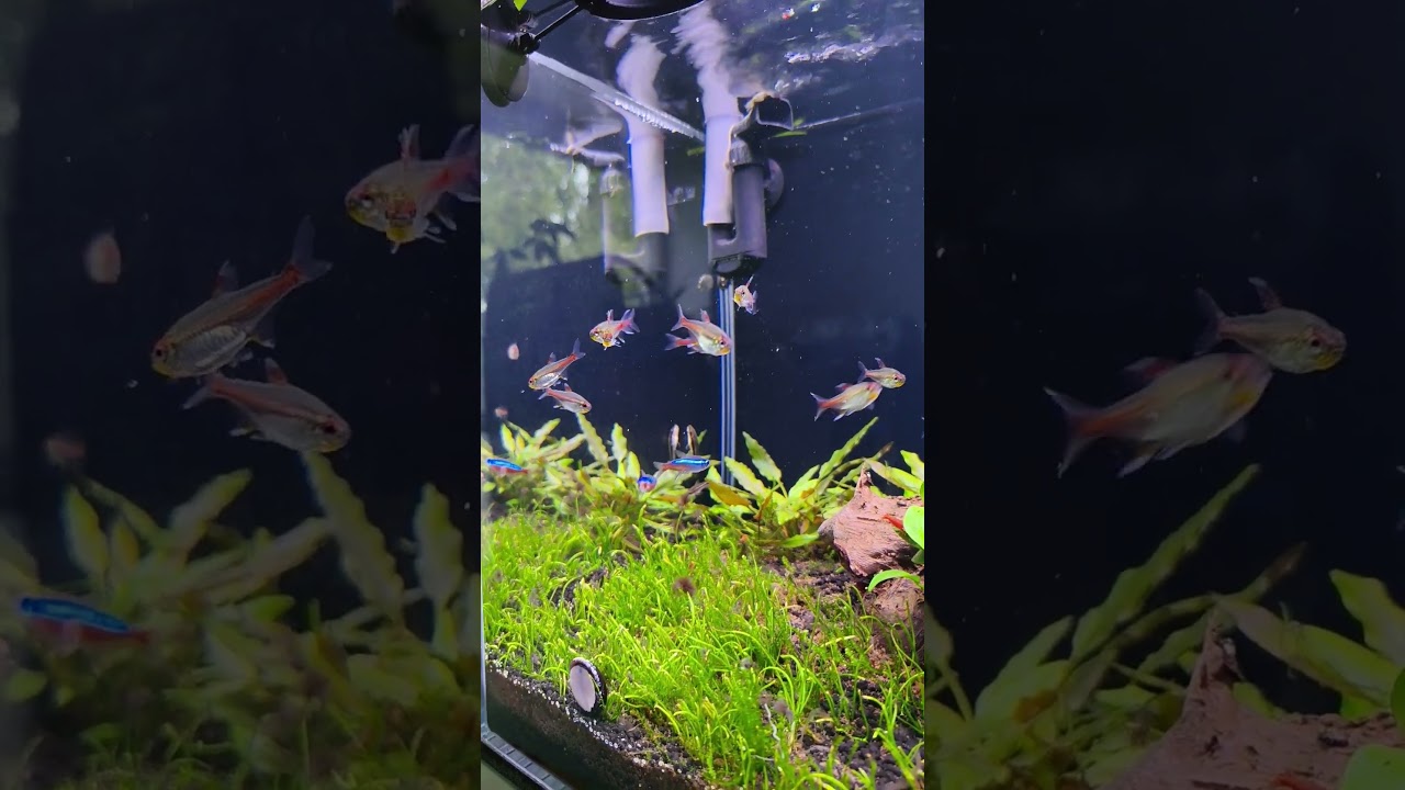 Doplnění kapalného hnojiva od fa. AquaGrower.