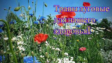 Травы луга.  Названия трав  и лекарственных растений.