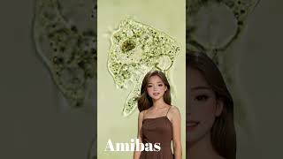 Amibas