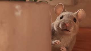 Milo Mouse and the Great Cheese Quest 🧀✨ | A Magical AI Short Film