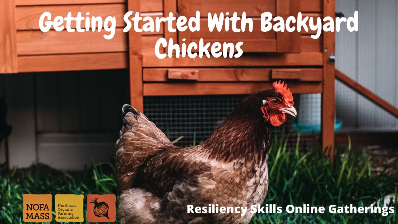 Getting Started with Backyard Chickens with Kirby Lecy Resiliency Skills YouTube