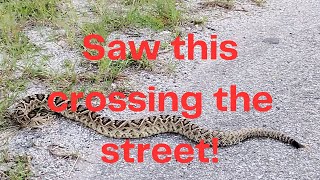Big rattlesnake crossing the road VID#19 #rattlesnake #snake #venomous #shorts