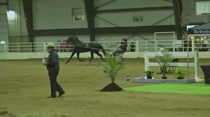 2025 Breeders Cup Select Sale - Stallion Presentation | AuctionPro