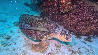 Loggerhead Turtle Surprise!  Caye Caulker, Belize Scuba Diving
