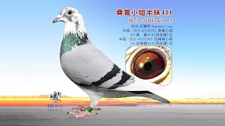 【依仿】B23-4003411