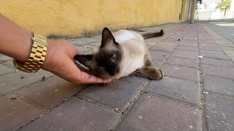 Watch the video about A very gentle Siamese cat that demands love, unlike its friends who only come at mealtimes.