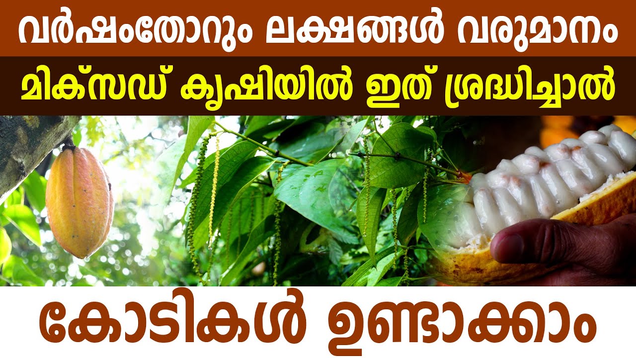 3 ഏക്കറിൽ നിന്ന് വമ്പൻ ലാഭത്തിന്റെ കണക്കുമായ് സെബാൻ ചേട്ടൻ
