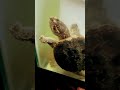 #bristlenose #pleco #fish #aquariumroom