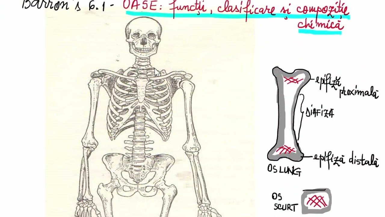 Barrons 6.1 - Oase- clasificare, funcții și compoziție chimică