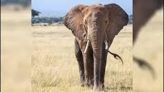 Radio Zimbabwe Kwaziso/Ndangariro Theme Song Shared By DJ Gamblah  27 68 459 4740