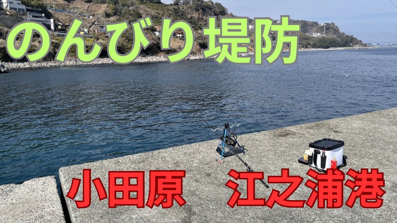 【堤防釣り】小田原　江之浦港でちょい投げ釣り　ベラ襲来
