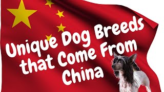 12 Unique Dog Breeds That Come From China by Dogs of YouTube 48 views 1 year ago 6 minutes, 2 seconds