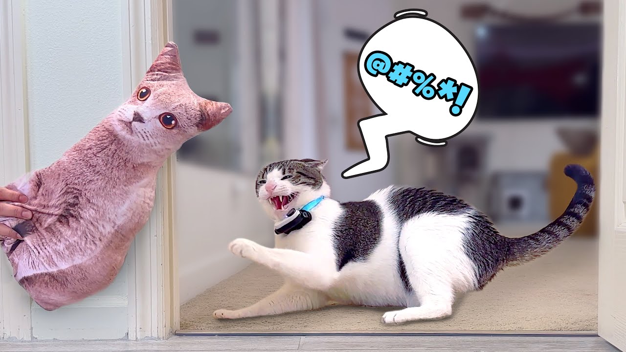 Halloween Fake Cat Prank on Our Cat (Original Video) YouTube