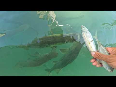 Hand Feeding Snook and Catching Live Bait!!