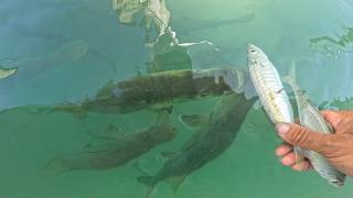 Hand Feeding Snook and Catching Live Bait!!