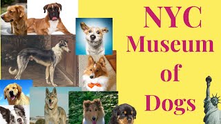 Museum of Dog by Dog & The city 404 views 2 years ago 6 minutes, 31 seconds