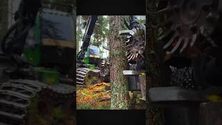 The Powerful Harvester Machine Behind Modern Forestry Operations #shorts