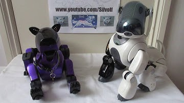 Which is the Best Aibo for First Time Buyers