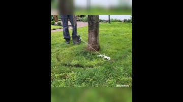 Simple way to take out grass and put mulch around a tree. but it took 1h work o_o