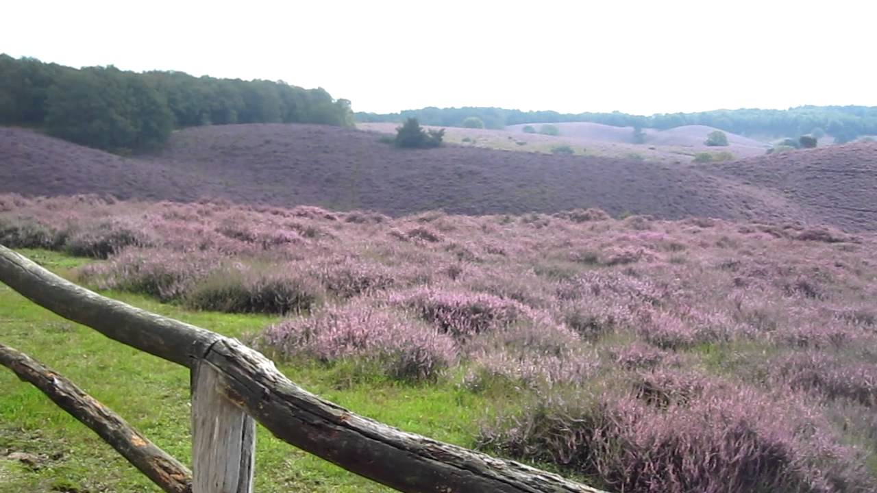 Heidevelden in Nederland; voor de mooiste wandelingen en foto's - Reisliefde