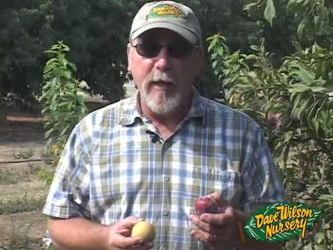 Video: What Is A Pluot – Lær om Flavor King Pluot Frugttræets dyrkningsbetingelser