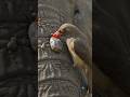 This Tiny Bird Rips Giant Ticks Off an Elephant! 🐘😱