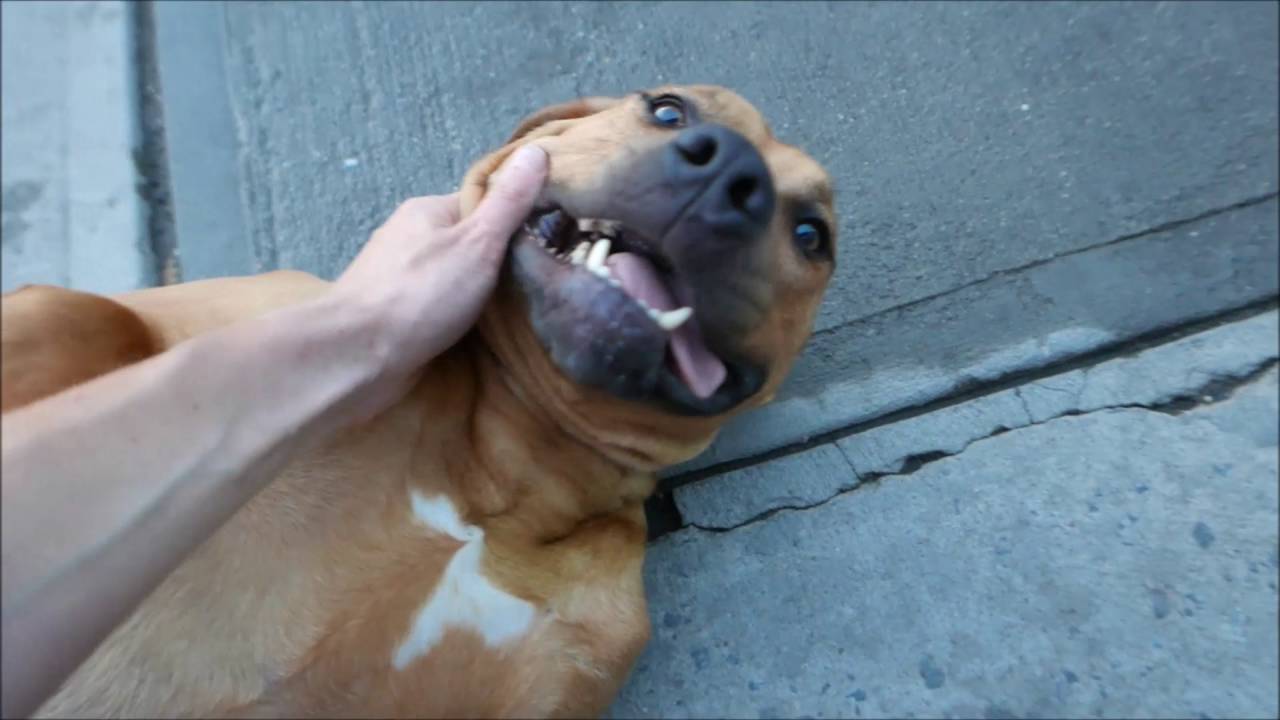 Luna - A1077142 - Brooklyn ACC camera iphone 8 plus apk