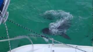 Tiger Shark eats barracuda head.m4v