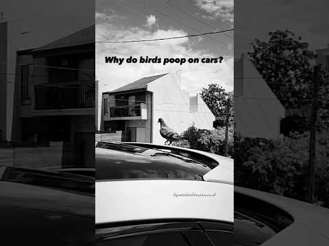 ❓Why do birds