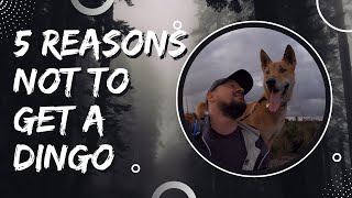 5 Reasons not to get a dingo