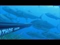 Akya Amberjack