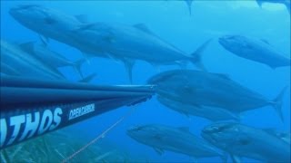 Akya - Amberjack Akya - Amberjack