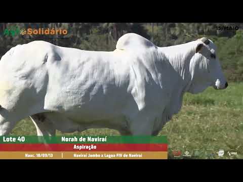 Lote 40   NORAH DE NAVIRAI CSCC 3932