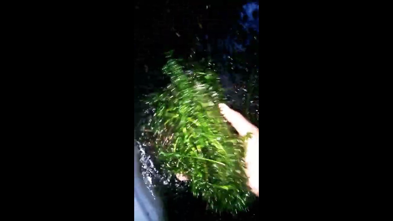 Anacharis Elodea Densa Live Aquarium Plants  (Pondweed)