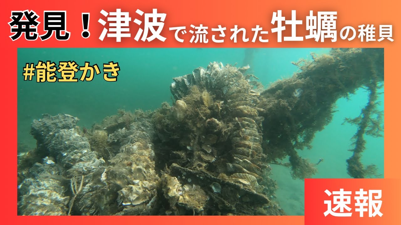 津波で流された牡蠣が見つかった！