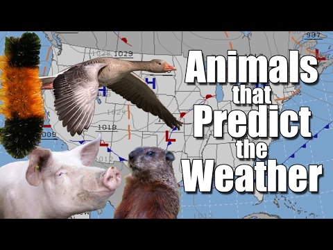 Video: Animals That Predict The Weather, Or With Which It Is Determined In Different Countries - Alternative View